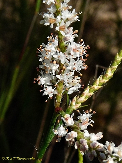 {Polygonum fimbriatum}